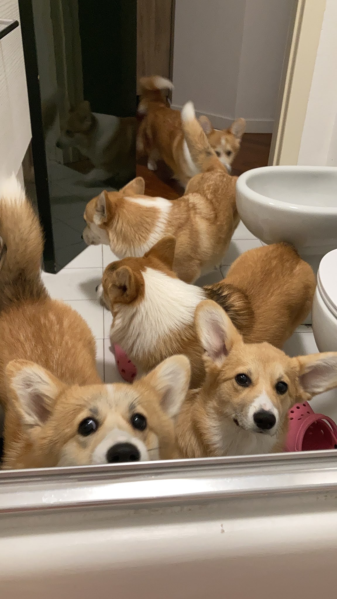 House of by Nemaira allevamento a Como (LombardiaItalia