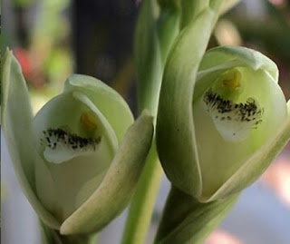 Orquídea del talar de Buenos Aires. 8 Orquídea del talar