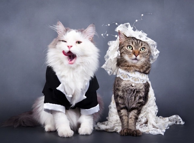Couple de chats mariés très amusants