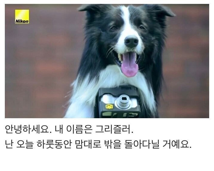 강아지의 심장이 뛰면 사진이 찍히는 사진기 - 꾸르