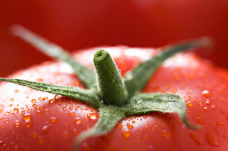 Ultra Fresh & Ripe Tomatoe Plant Produce High Quality HD 1080p Image
