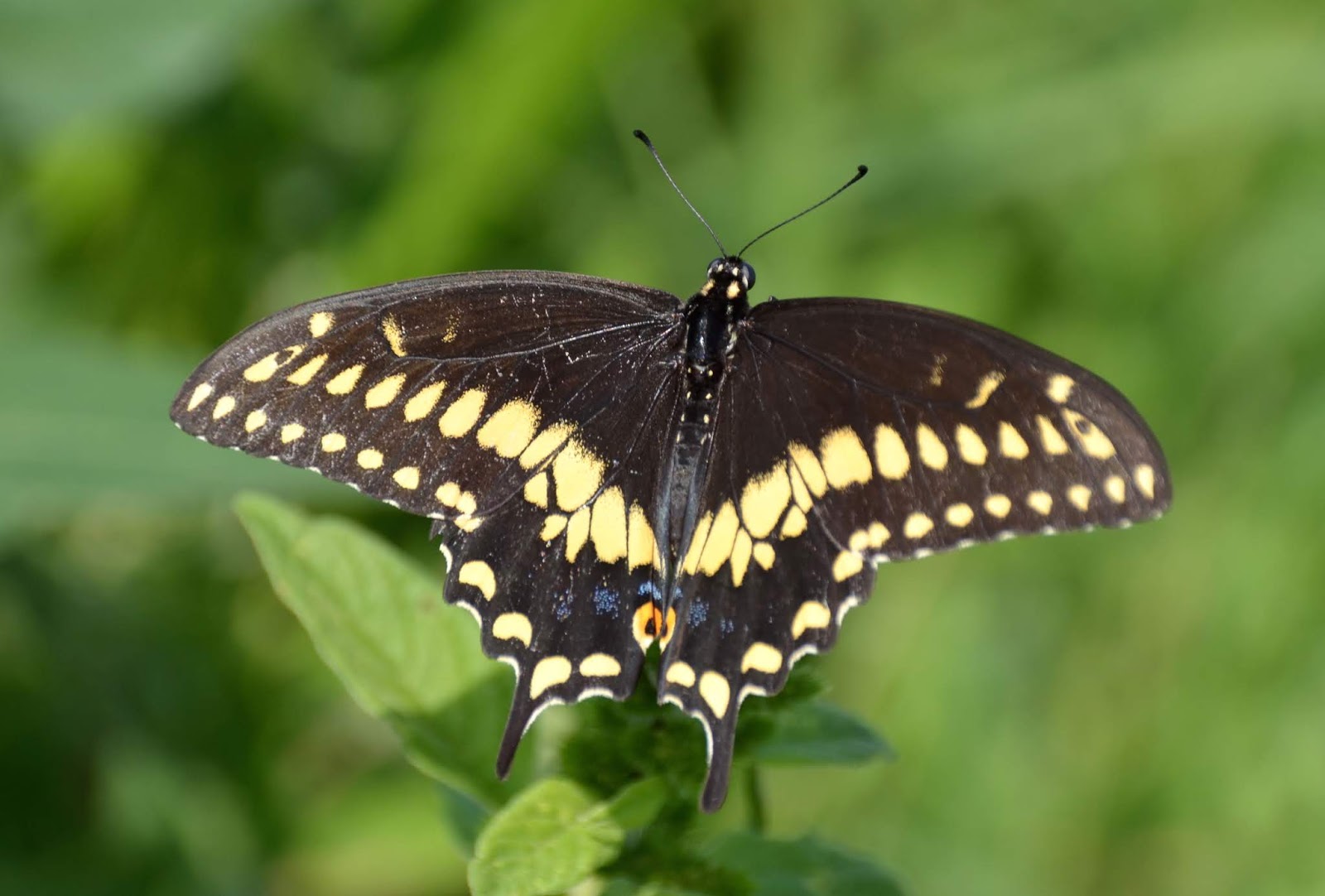 Urban Wildlife Guide Going to Miss the Butterflies