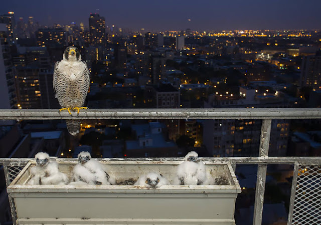  cute-bird-parents-28