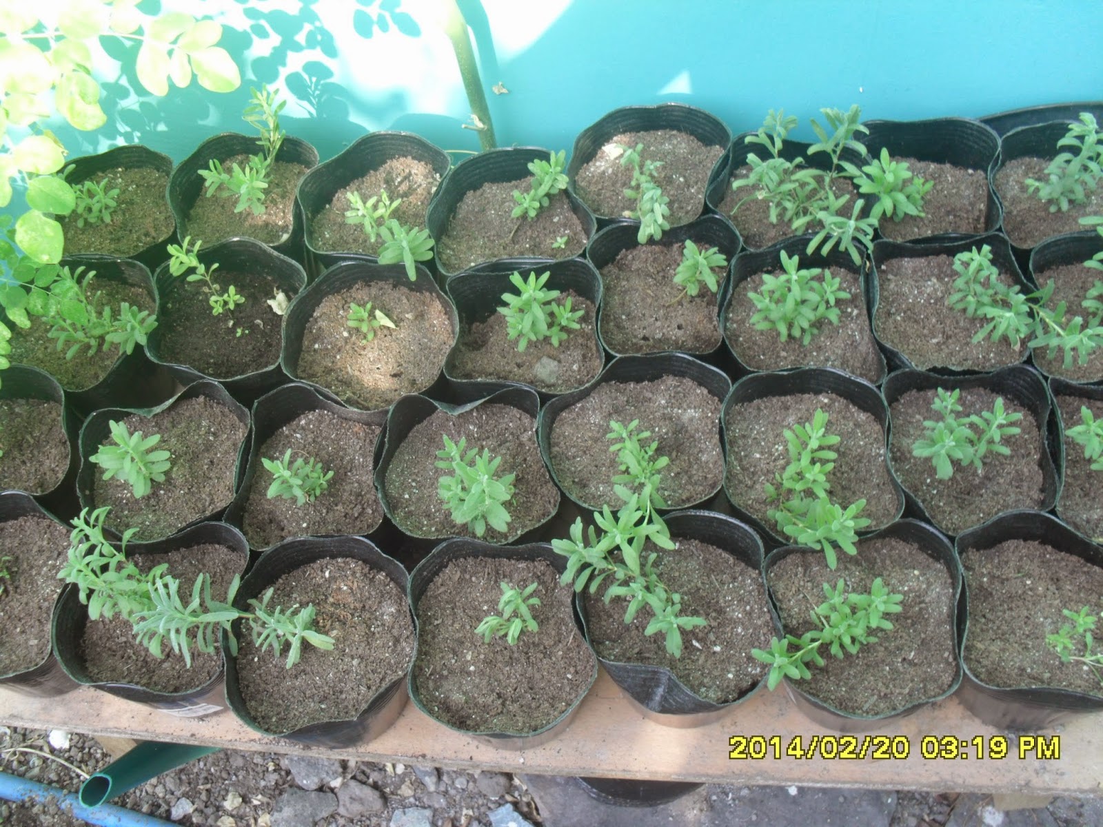 Manila Urban Gardener Top 8 Lessons Learned From Growing Lavender in