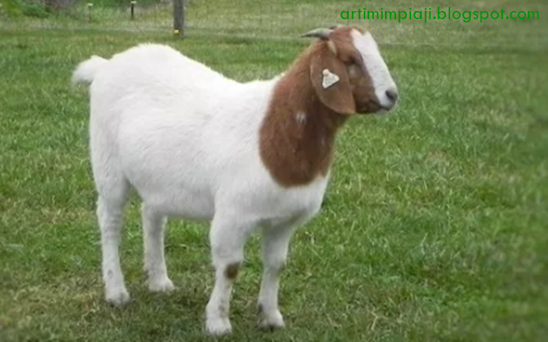 18 Arti Mimpi Tentang Hewan Kambing Menurut Primbon Jawa Dan Islam Arti Mimpi 18 Arti Mimpi Tentang Hewan Kambing Menurut Primbon Jawa Dan Islam Arti Mimpi