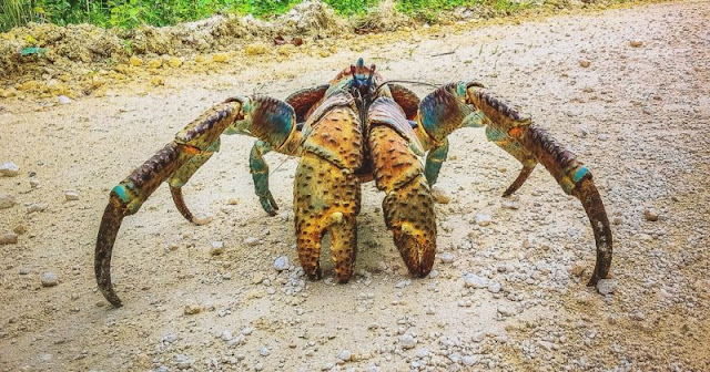 The Claw The Claw