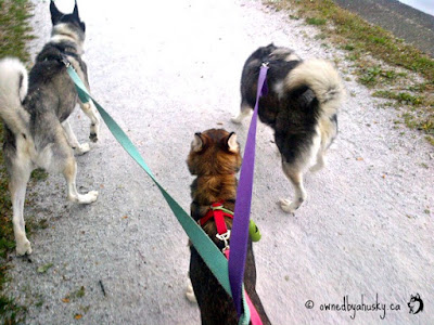 Siberian Huskies Pulling On the Leash