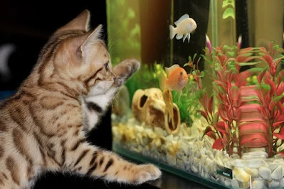 Cat and Fish Cat Proof Fish Tank Cat Proof Aquarium
