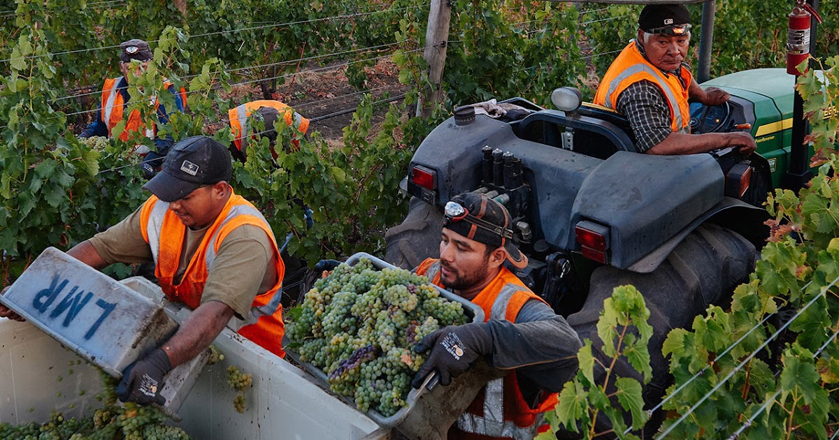 Career Advice in the Wine Industry Classifieds Accounting