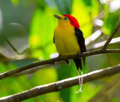 Manakin - animals that start with the letter Manakin - animals that start with the letter