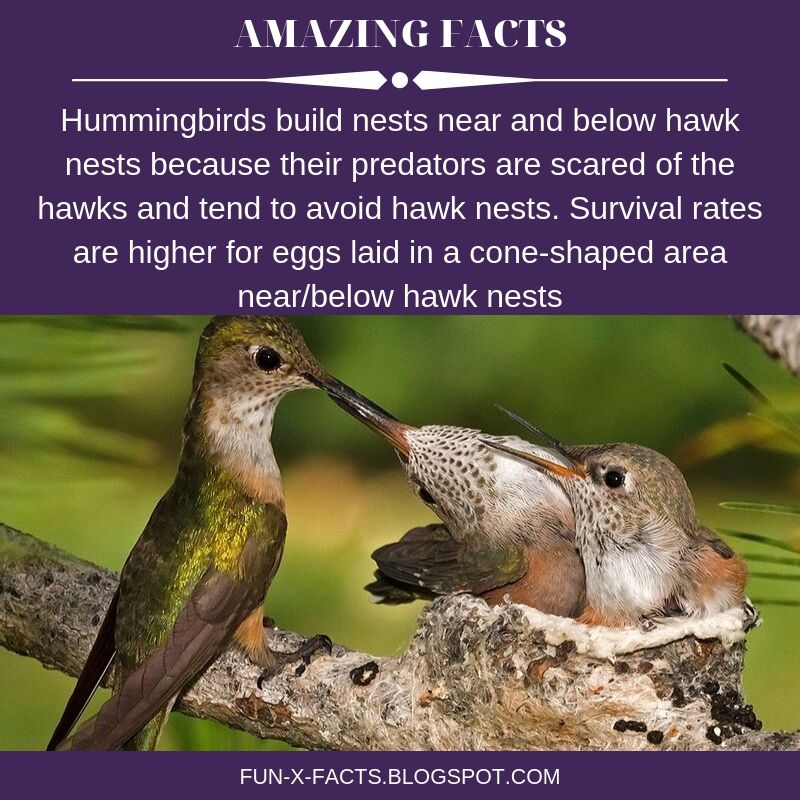 Amazing animal fact Hummingbirds build nests near and below hawk nests