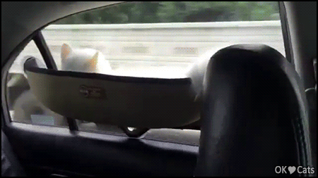 Funny Cat GIF • Very cool white cat riding in car, lying in his window hammock [cat-gifs.com]