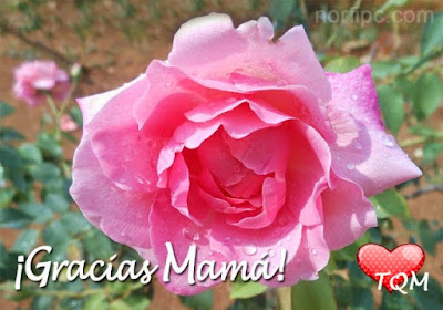 Imagenes para dedicar el dia de las Madres dia de las Madres