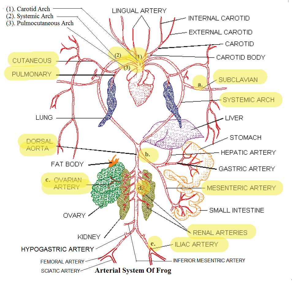 Education Is The Key To Success: Biology For Class IX - Chapter No.1