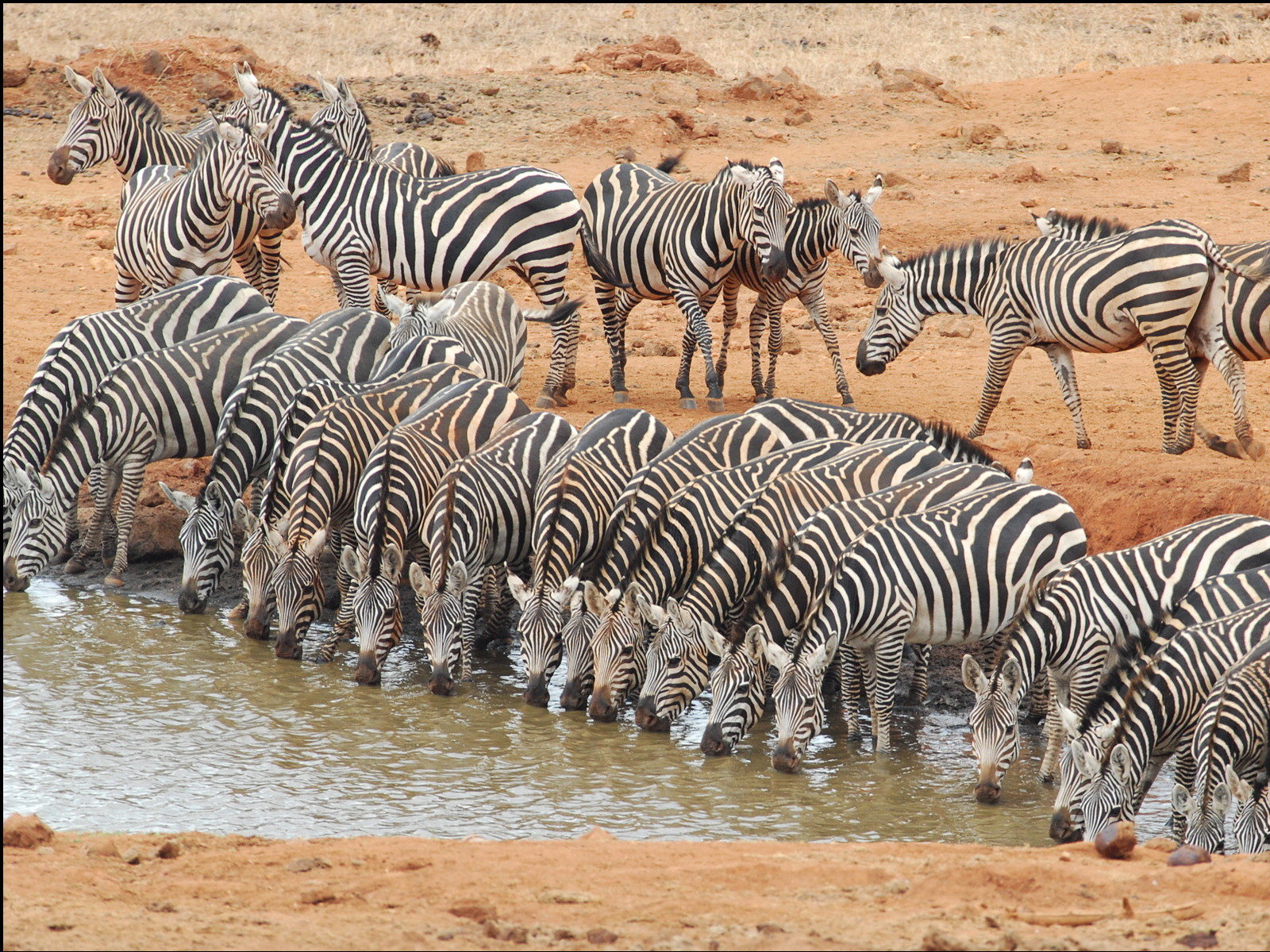 Как ведут образ жизни животные. Masai Mara Zebra. Стадо зебр. Много зебр. Стая зебр.