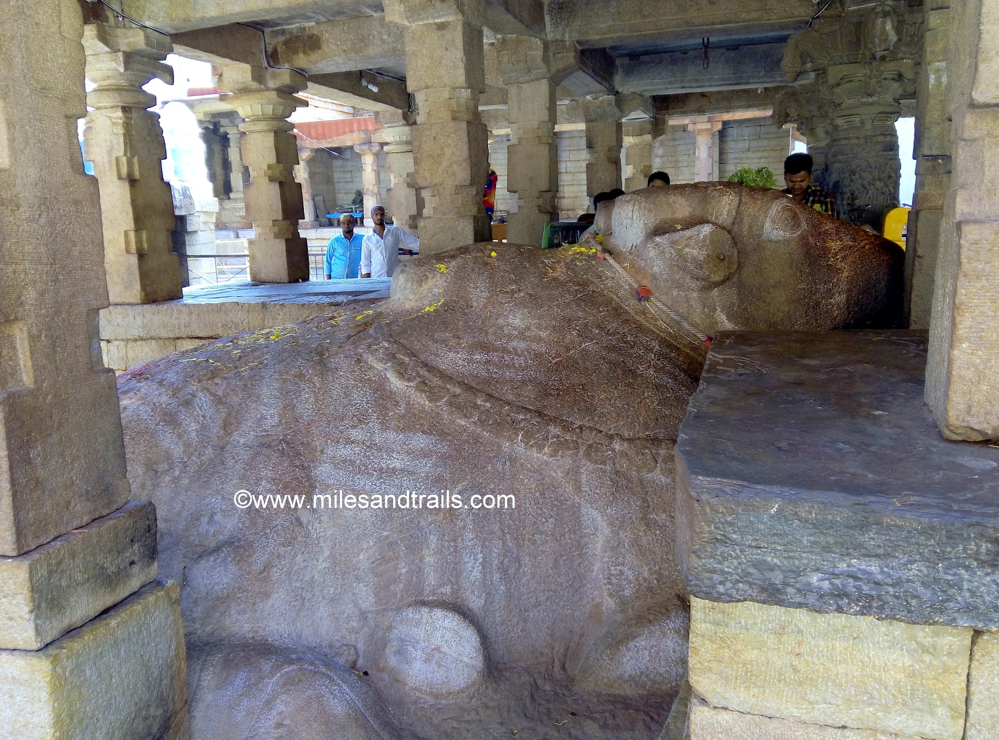 Miles and Trails Sri Yaganti Uma Maheshwara Temple and Growing Nandi