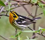 BLackburnian Warbler