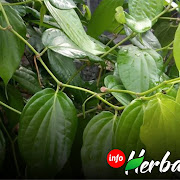 Info Herbal: Mengenal Tanaman Sirih dan Khasiatnya
