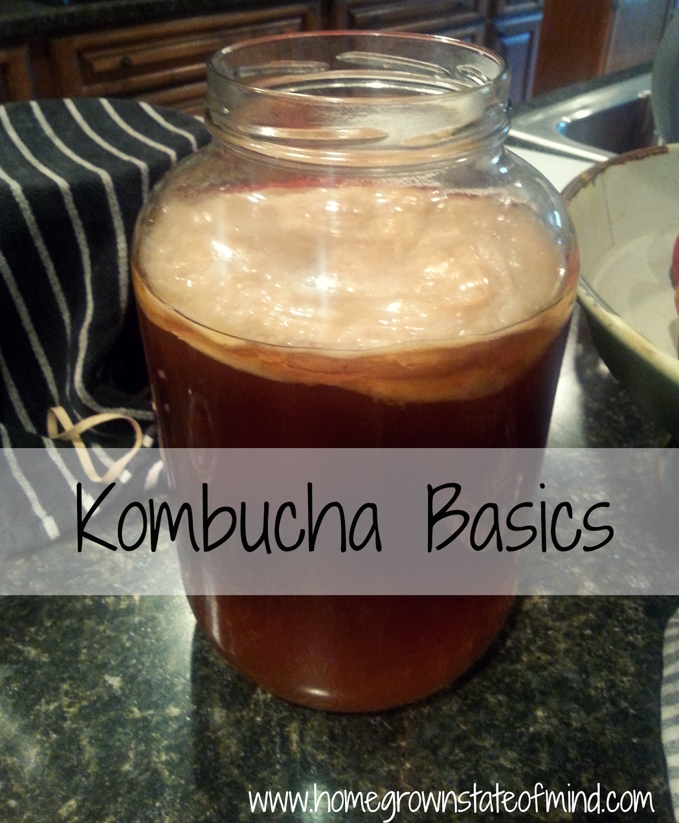 kombucha basics