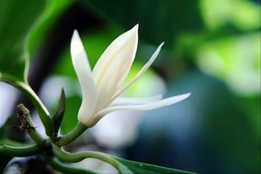 Bunga Cempaka Putih Ampuh Obati Batuk Dan Demam Suara Desa