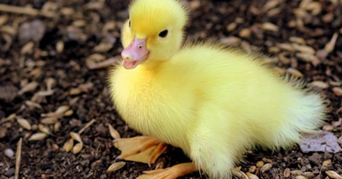 13 Arti Mimpi Melihat Seekor Anak Bebek Menurut Primbon Jawa dan Islam