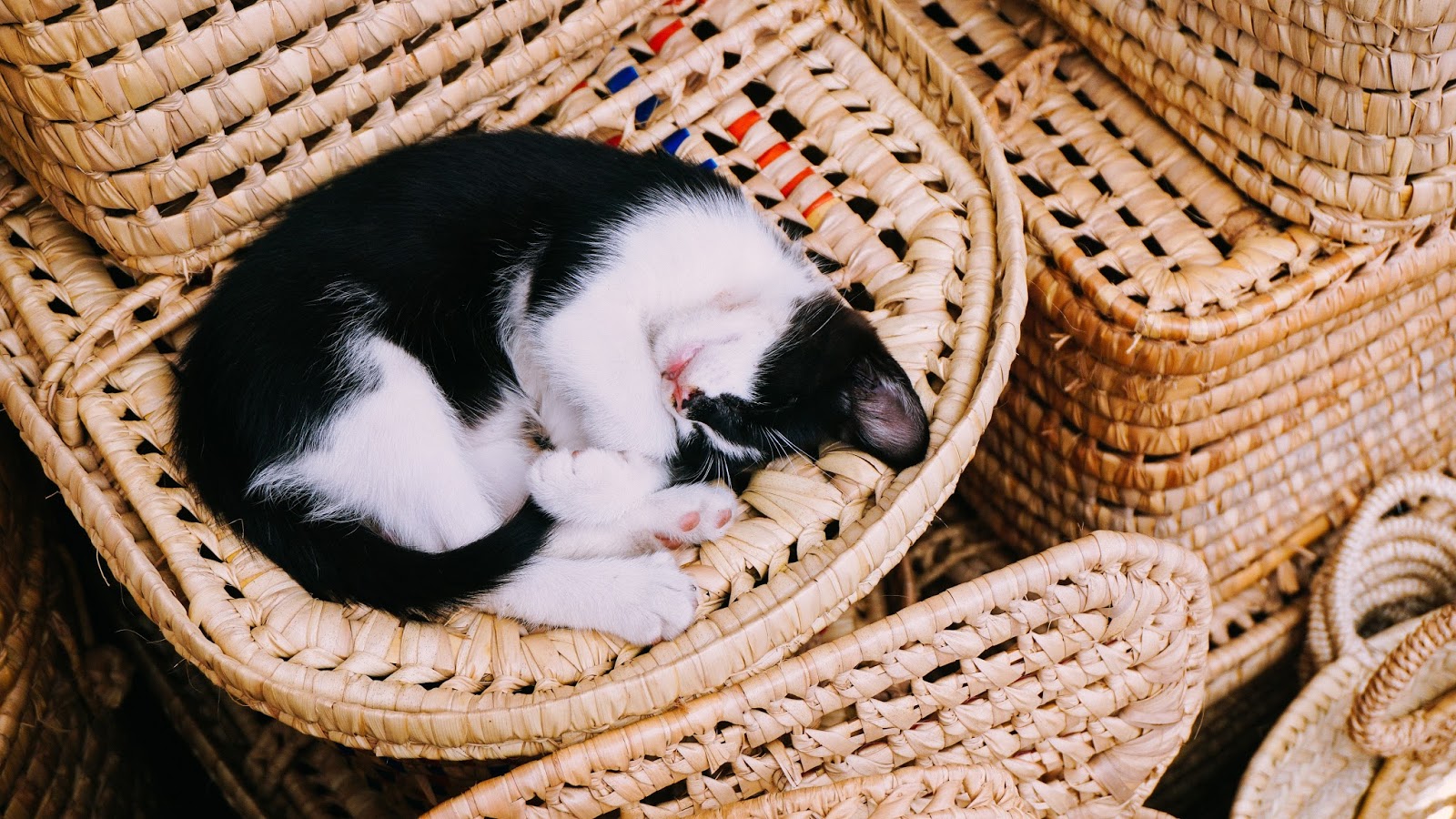 Black and White Cat Sleeping Curled Up on the Chairs wallpaper