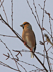 Hawfinch (2018)