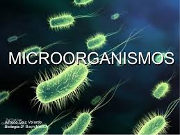 Los Microorganismo