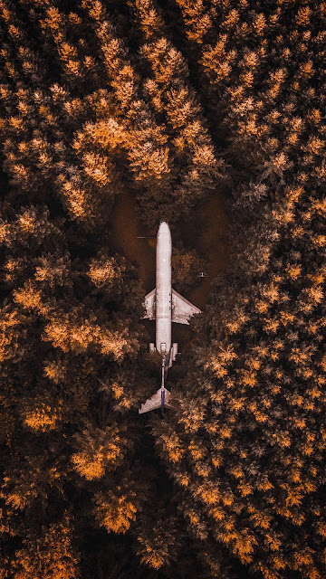 Plane, forest, trees, aerial photography