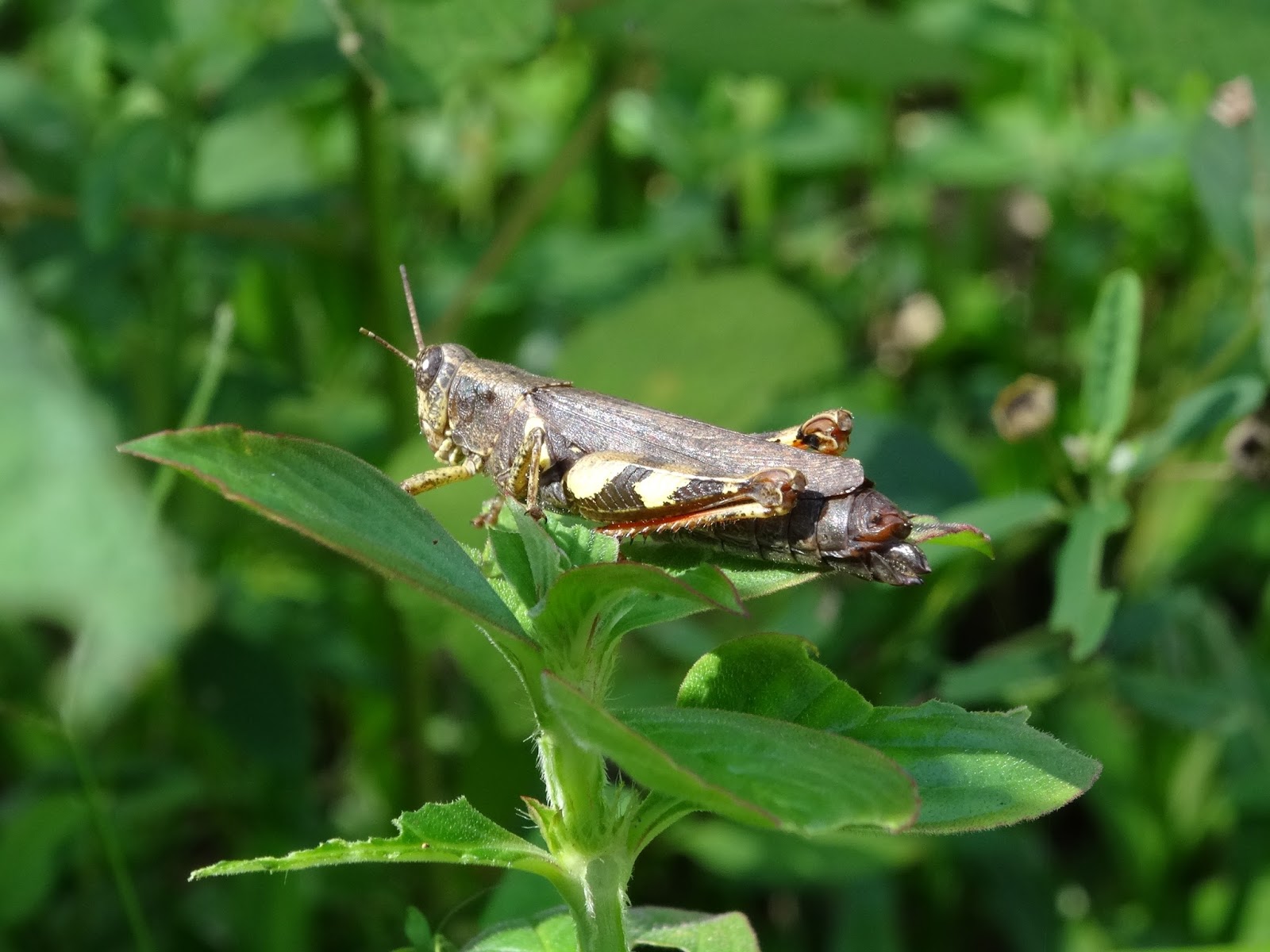 Essay about nepal picture