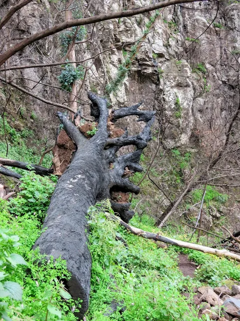 Burnt tree near Monte in Madeira