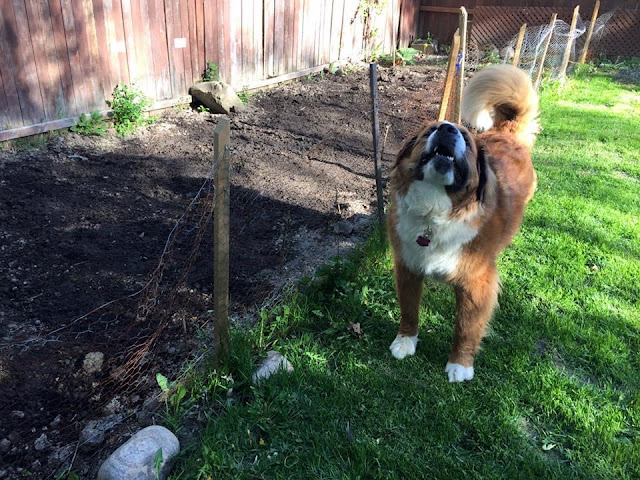 National Animal Disaster Preparedness Day Dog proof your backyard