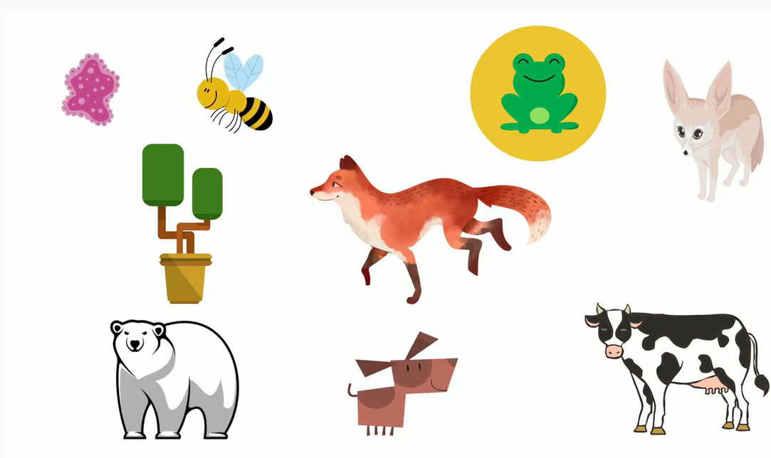 Classification Of Living Things MooMooMath And Science