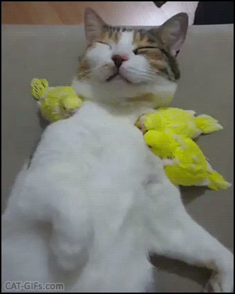 Amazing Cat GIF • Cute sleepy cat et 3 yellow birds snuggle all together Purrfect and pawesome interspecies Love ♥ Amazing Cat GIF • Cute sleepy cat et 3 yellow birds snuggle all together Purrfect and pawesome interspecies Love ♥