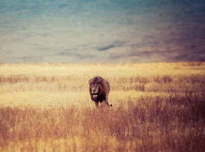 Lion Images Lion Images