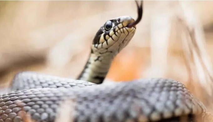 Στο νοσοκομείο 15χρονος – Τον δάγκωσε φίδι