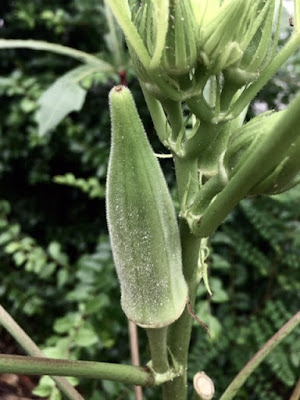 Florida Permaculture Garden, Okra, Summer and Haiku