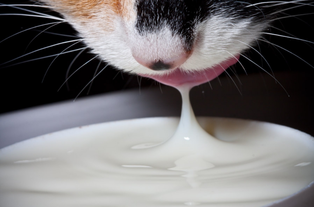 Saudável Pet: O meu Gatinho pode tomar leite?