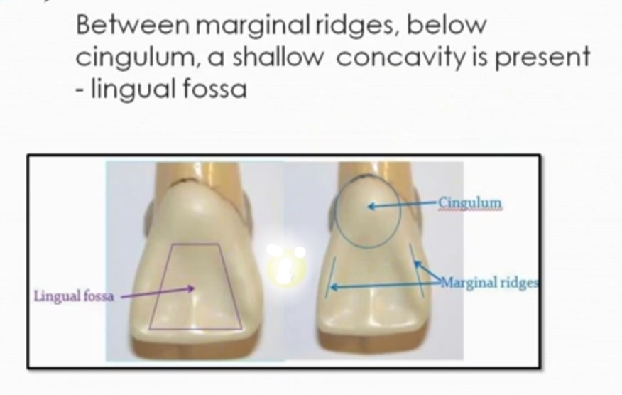 Online With Dentist Tooth morphology of maxillary central incisor