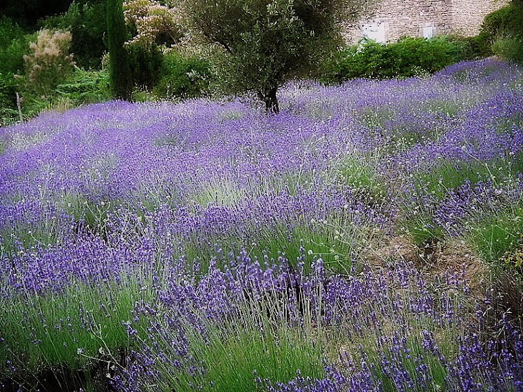 Lavande La Courée Ménerbes