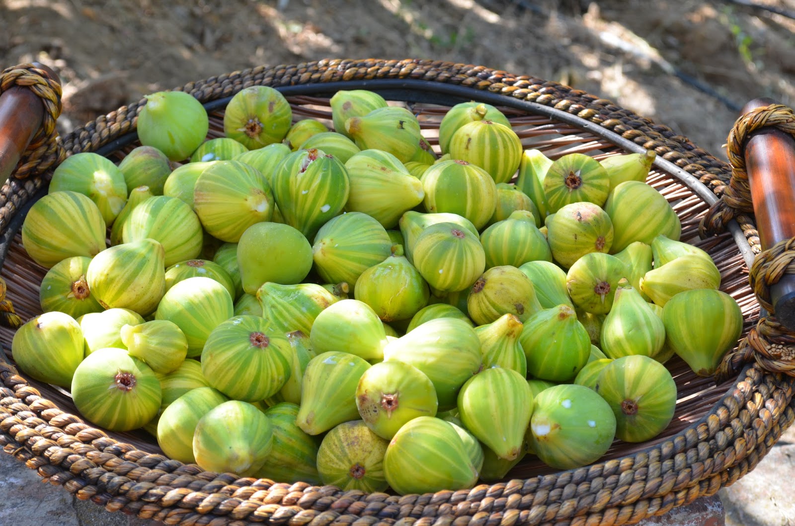 Entertaining From an Ethnic Indian Kitchen Garden Journal Harvesting figs