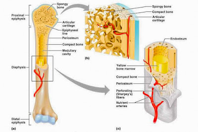 Struktur Dan Fungsi Rangka Rumah Ilmu
