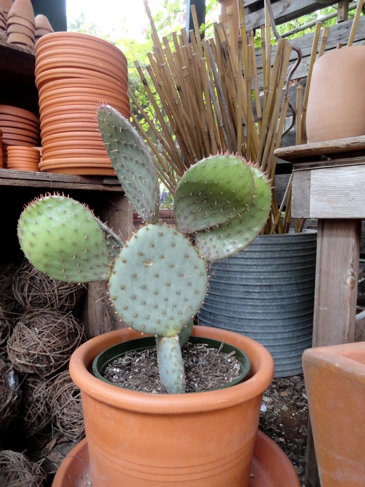 danger garden Thicket on Alberta, it's been too long...