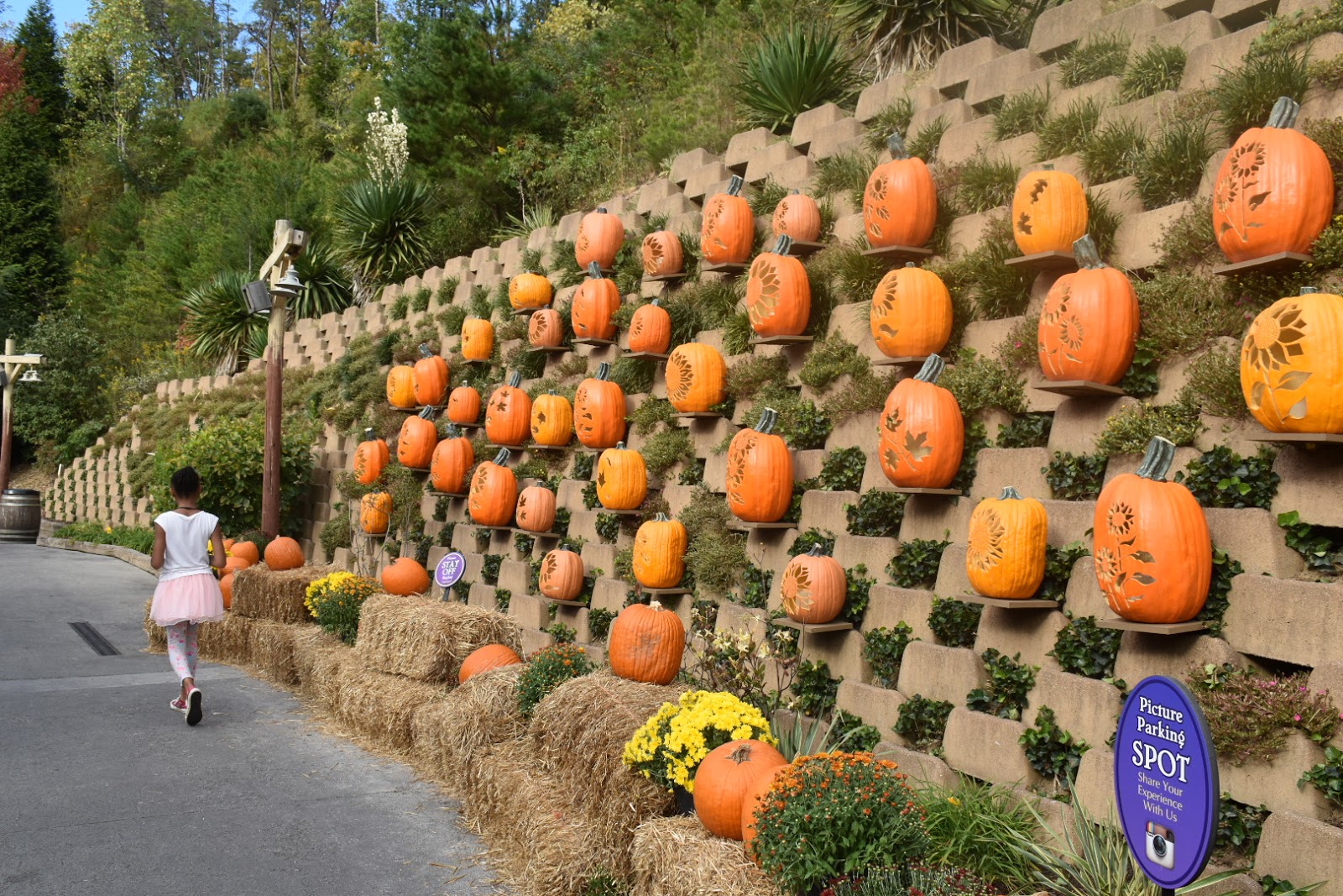 Dollywood Harvest Festival with My Whole Family