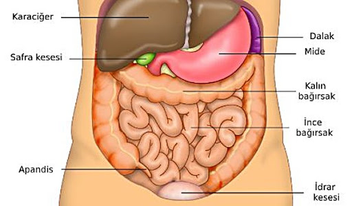 Karin Nedir Nerede Olur Vucudun Neresindedir Hakkinda Bilgi Big Bilgi