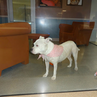 pitbull mix, Miami Dade animal shelter