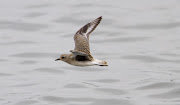 Grey Plover