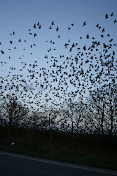 swarms starlings dusk