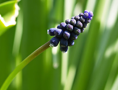 Nazareno (muscari neglectum)flor silvestre azul