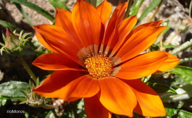 5 flores de temporada para el verano | Plantas rioMoros